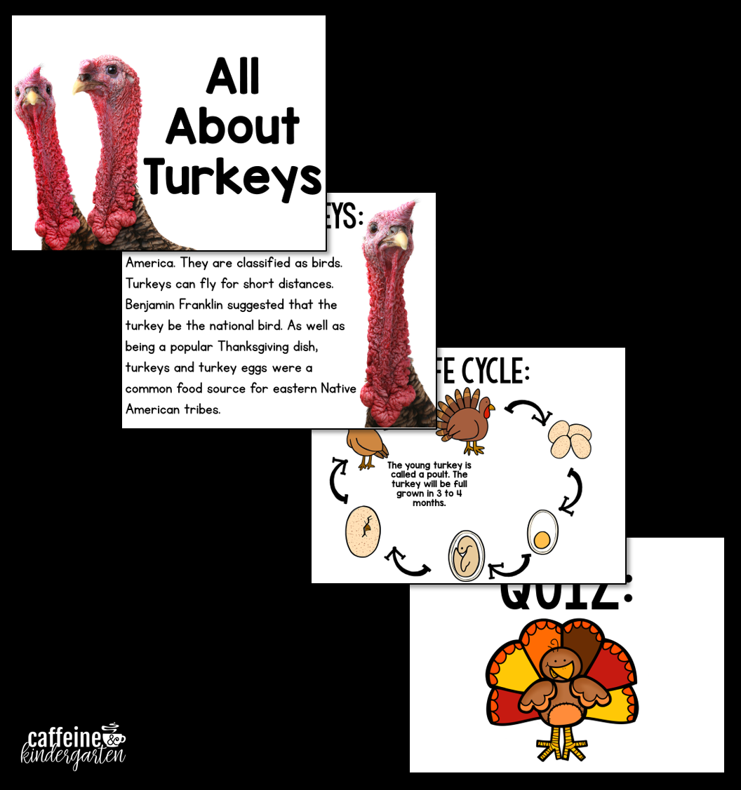 turkeys slideshow picture